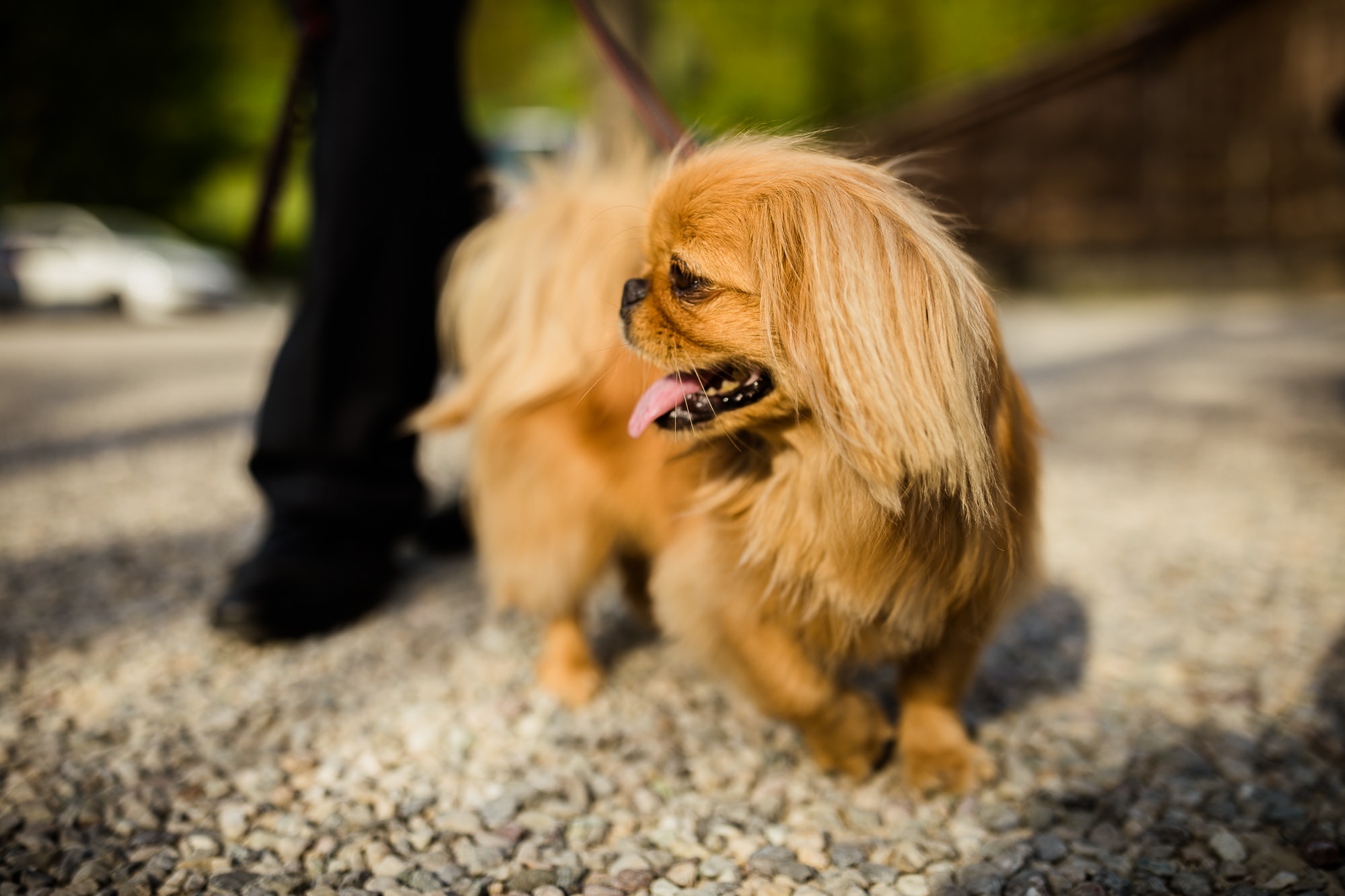 Export x3 5D4 5617 Geburtstag 75 Klara @ Golffricktal